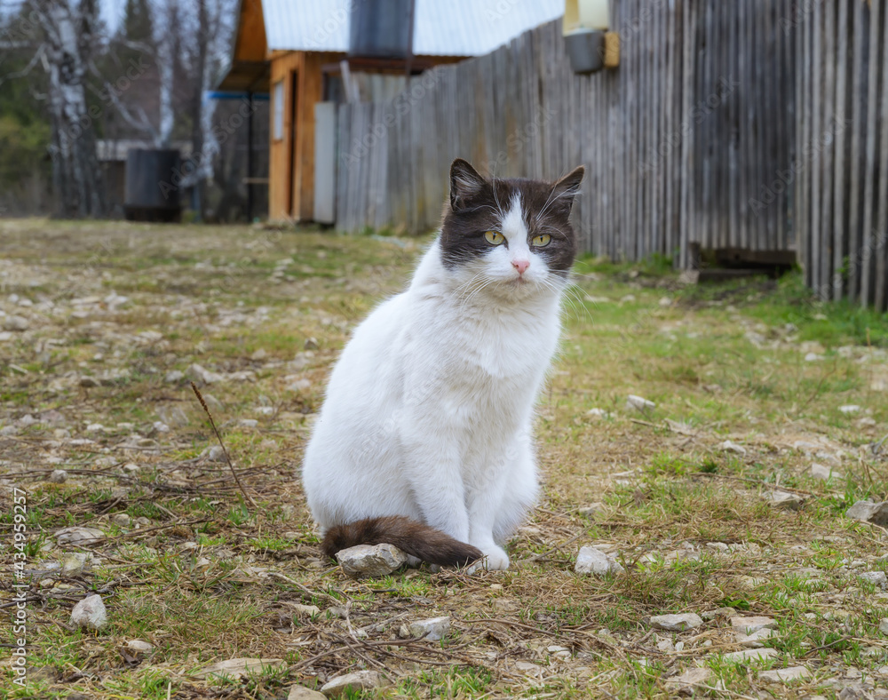 A rustic domestic cat sits in a vegetable garden in the spring. Close-up. White and gray cute fluffy cat for a walk. The cat poses for the photographer. Spring sunny day 