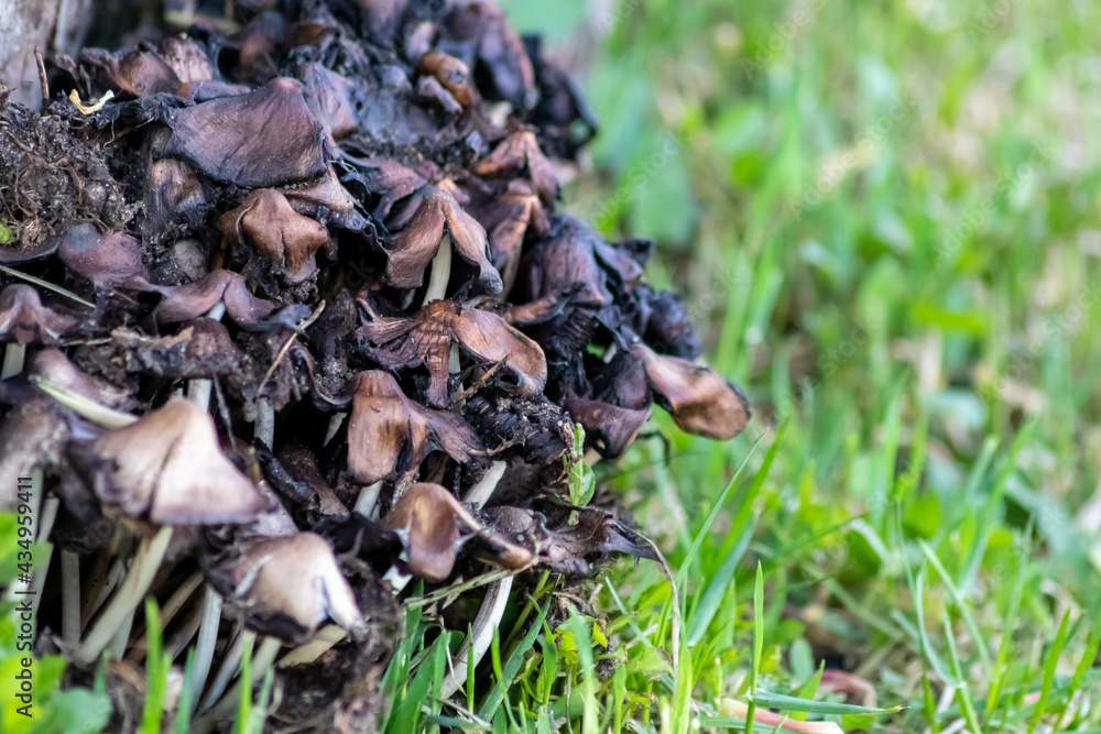 Little mushrooms with small helmets on vibrant green moss in a forest clearing shows wood decomposition on a mushroom foray with fungal friends in the woods on broken trees as natural garbage collect