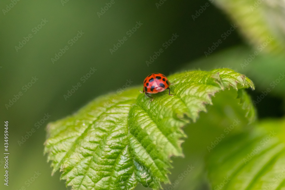 Beautiful black dotted red ladybug beetle climbing in a plant on green grass seeds with copy space hunting for plant louses to kill them as beneficial organism and useful animal in the spring garden Beautiful black dotted red ladybug beetle climbing in a plant on green grass seeds with copy space hunting for plant louses to kill them as beneficial organism and useful animal in the spring garden