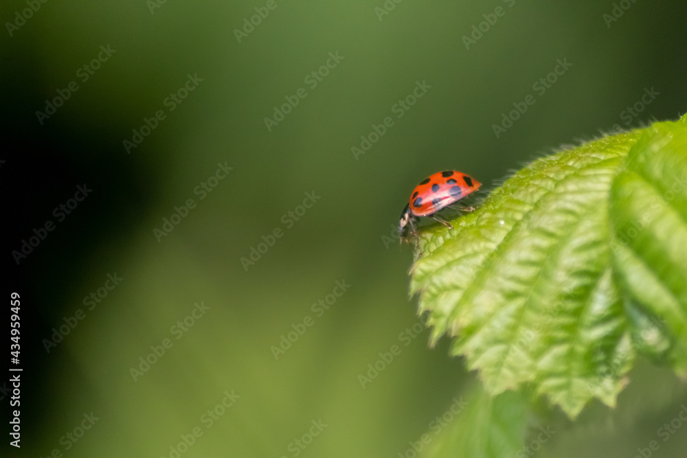 Naklejka premium Beautiful black dotted red ladybug beetle climbing in a plant on green grass seeds with copy space hunting for plant louses to kill them as beneficial organism and useful animal in the spring garden