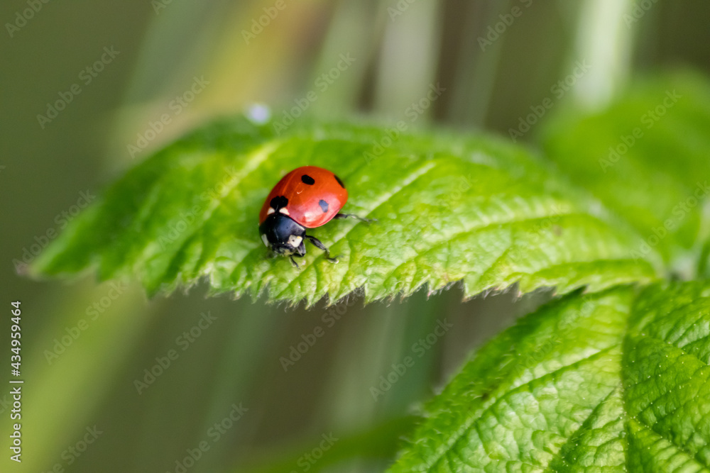 Beautiful black dotted red ladybug beetle climbing in a plant on green grass seeds with copy space hunting for plant louses to kill them as beneficial organism and useful animal in the spring garden Beautiful black dotted red ladybug beetle climbing in a plant on green grass seeds with copy space hunting for plant louses to kill them as beneficial organism and useful animal in the spring garden