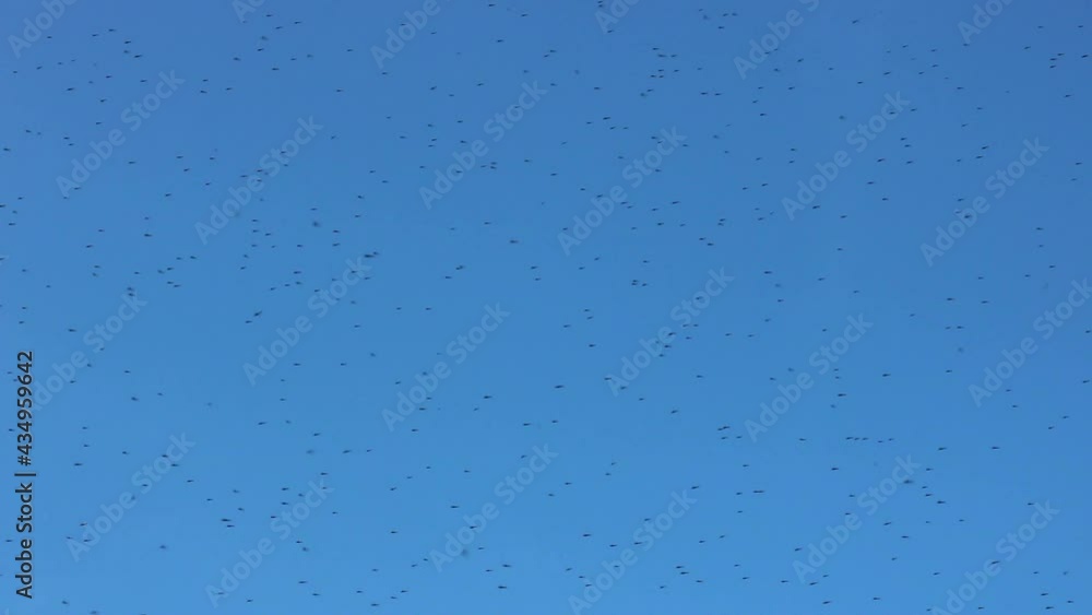 A swarm of mosquitoes flies against the blue sky. Natural moving background. Selective focus A swarm of mosquitoes flies against the blue sky. Natural moving background. Selective focus
