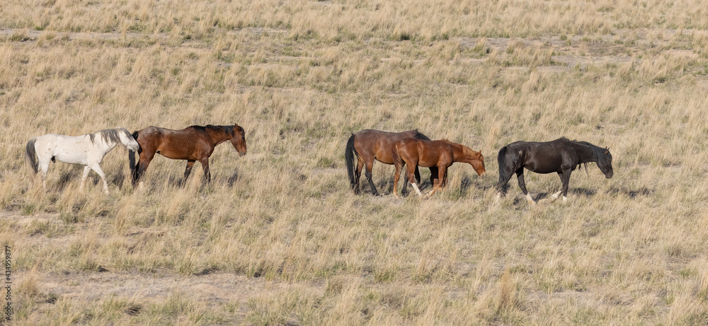 Wild Horses in the Utah Desert Wild Horses in the Utah Desert