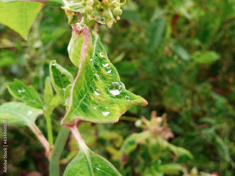 water drops on a leaf water drops on a leaf