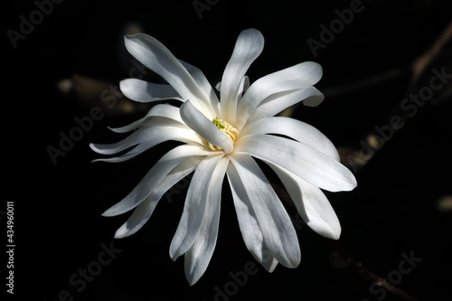 Close up of a magnolia stellata flower  taken in the garden  on the tree  in spring   on a sunny day.