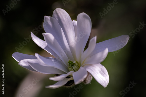 Close up of a magnolia stellata flower  taken in the garden  on the tree  in spring   on a sunny day.