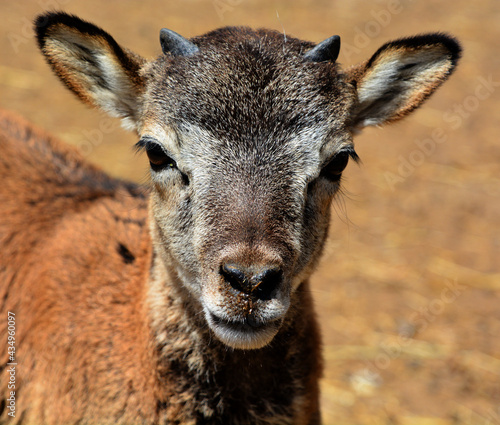 The European mouflon (Ovis gmelini musimon) is a subspecies and a descendant of the Armenian mouflon. It was originally found only on the Mediterranean islands of Corsica and Sardinia, photo