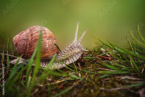 The Helix pomatia snail crawls on the ground with green grass.Blurred natural green background with space to copy. Brown snail shell with deep notches. Detailed texture on the body of the snail. Fabul