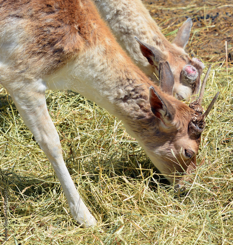 Fototapeta Naklejka Na Ścianę i Meble -  The fallow deer (Dama dama) is a ruminant mammal belonging to the family Cervidae. This common species is native to western Eurasia,
