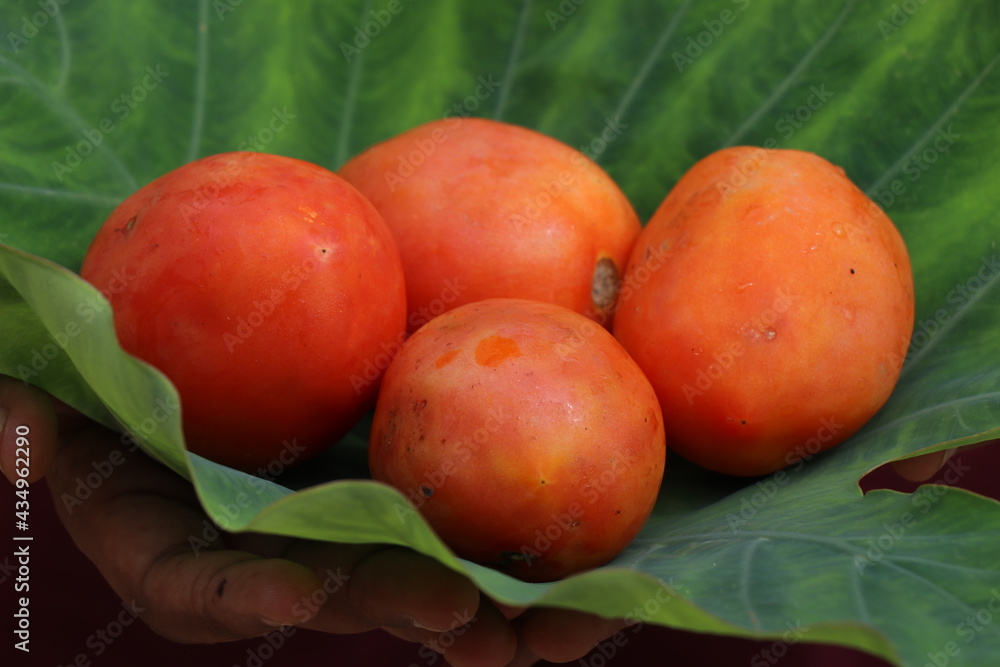 Group of tomatoes held on leaf after harvesting. Ripen tomatoes which is use as food ingredient held on green background Group of tomatoes held on leaf after harvesting. Ripen tomatoes which is use as food ingredient held on green background