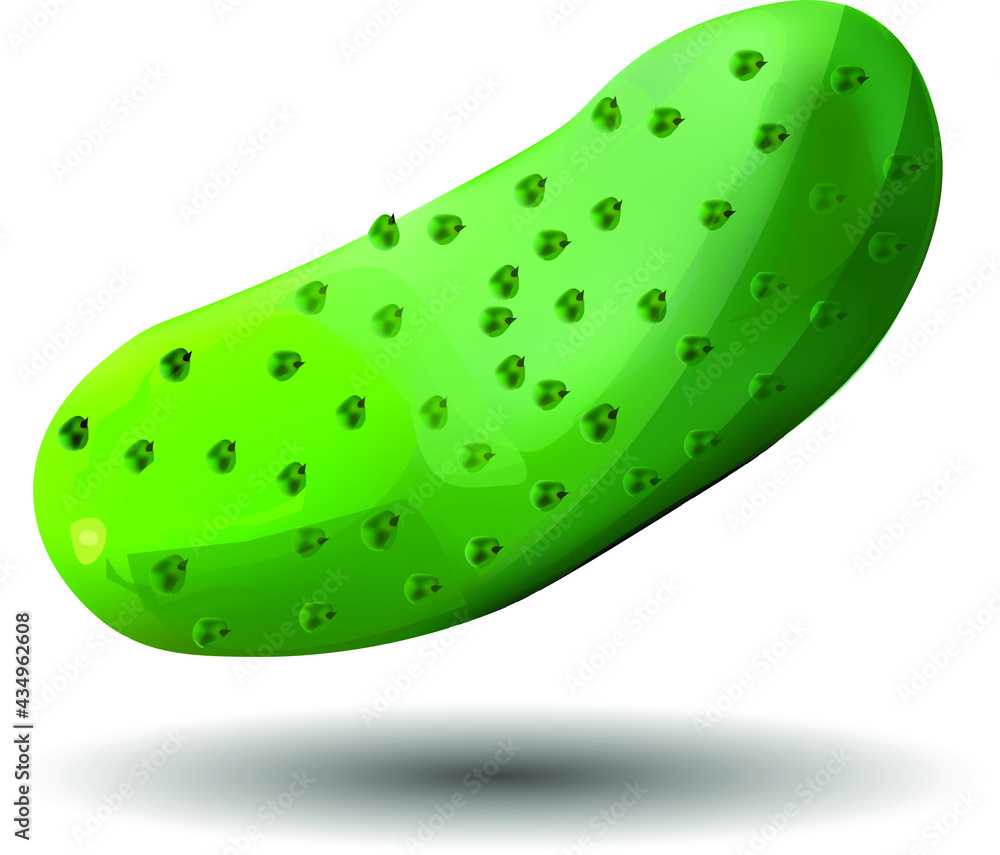 It is a juicy pimpled cucumber vegetable It is a juicy pimpled cucumber vegetable