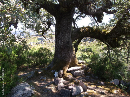 Old Oak