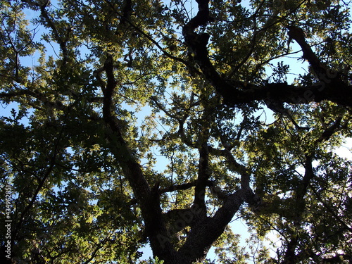 Old Oak