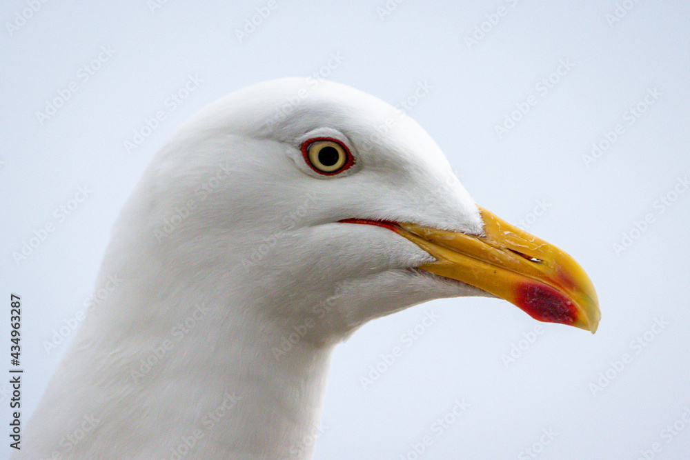 Headshot of seagull, Larus argentatus Headshot of seagull, Larus argentatus