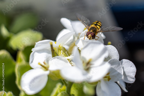 Hoverfly on a white flower