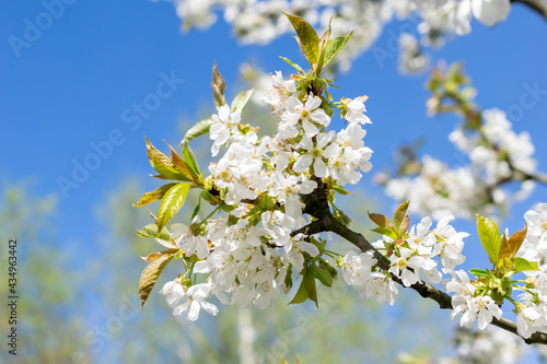 nice white cherry blossoms with visible detail