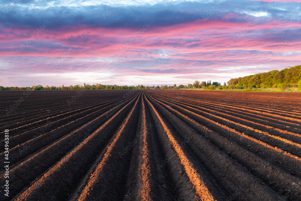 Agricultural field with even rows in the spring Agricultural field with even rows in the spring