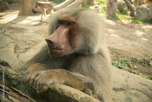 Baboon (papio). Ukumarí Biopark, Pereira Risaralda, Colombia.