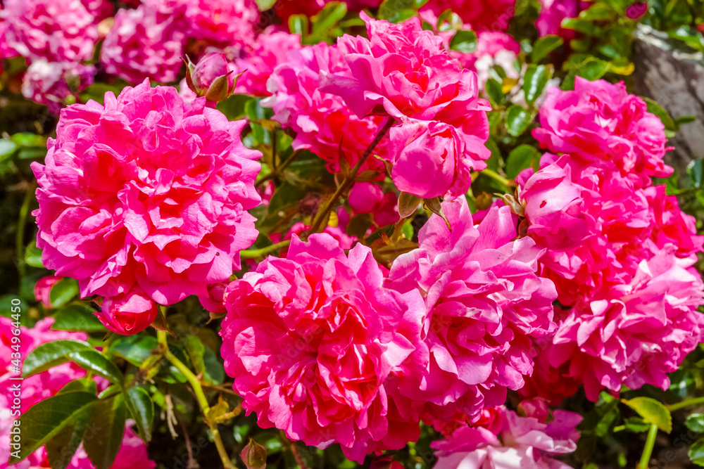 Bouquet de roses sauvages 