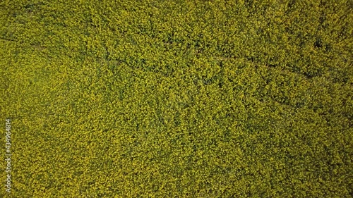 survol en drone à la verticale en spirale en remontant lentement depuis basse altitude au-dessus d'un champ de colza jaune sous le soleil tamisé dans un ciel bleu voilé par de gros nuages blancs