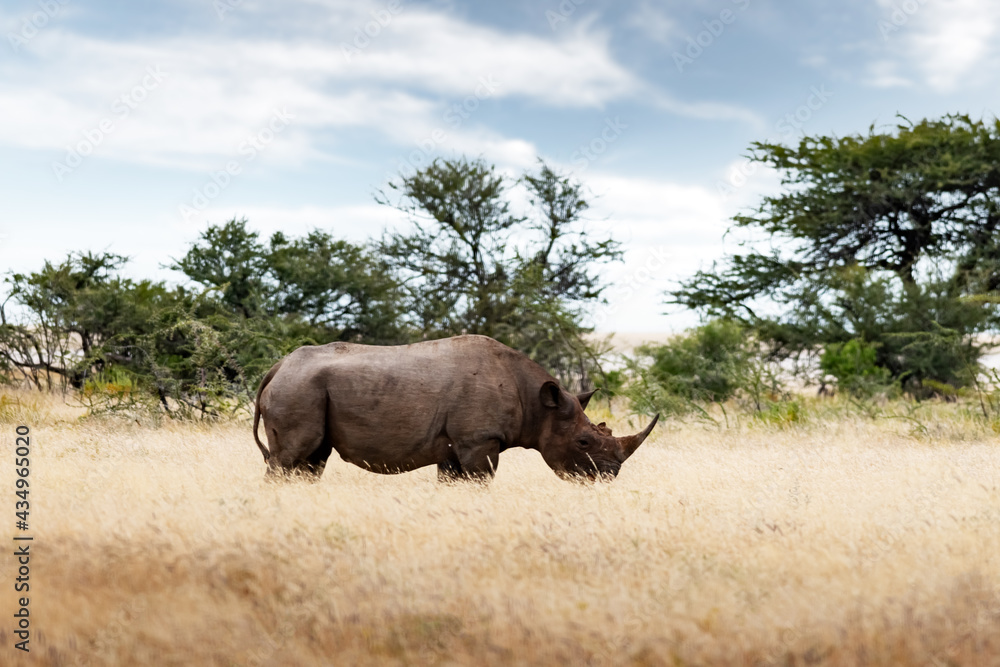 Fototapeta premium African white rhino at Etosha National park