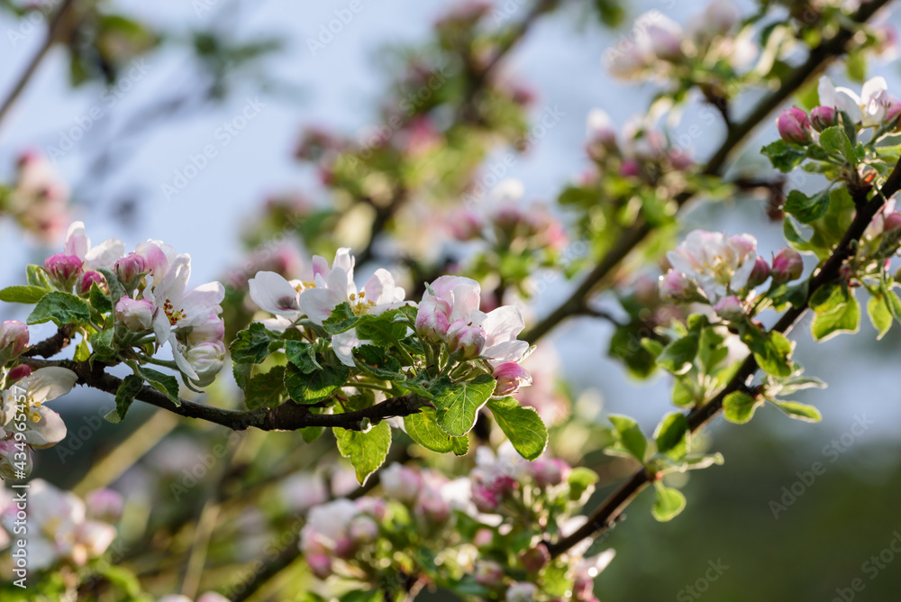 Blüten am Apfelbaum Blüten am Apfelbaum