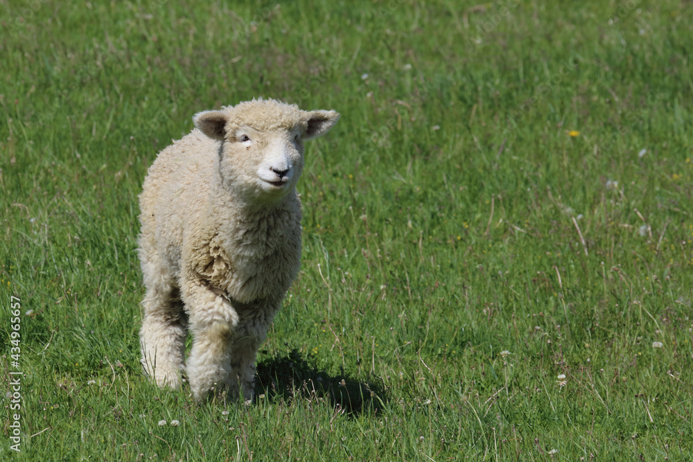 Obraz premium Romneyschaf / Romney sheep / Ovis.