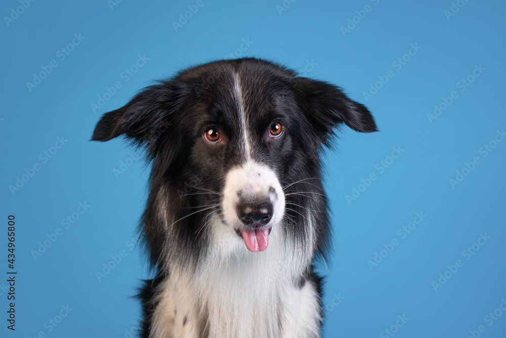 border collie funny face