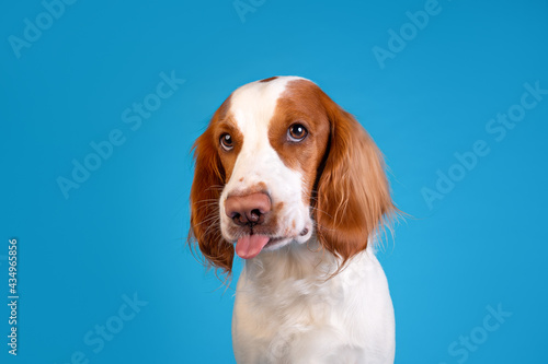 Russian spaniel funny face