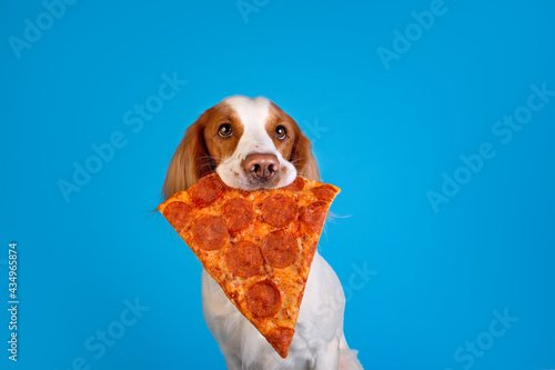 Russian spaniel with pizza