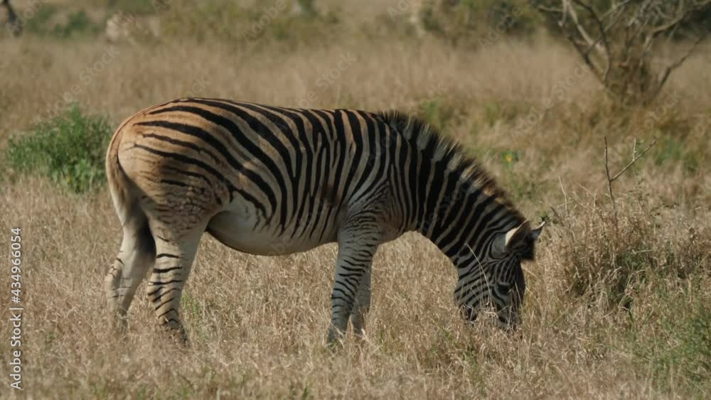 Plains Zebra in African Savannah, South Africa Plains Zebra in African Savannah, South Africa