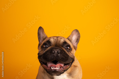 French bulldog studio portrait happy face
