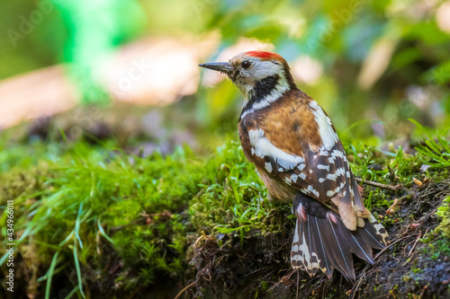 Closeup of a middle spotted woodpecker, Dendrocoptes medius, perched in a forest photo