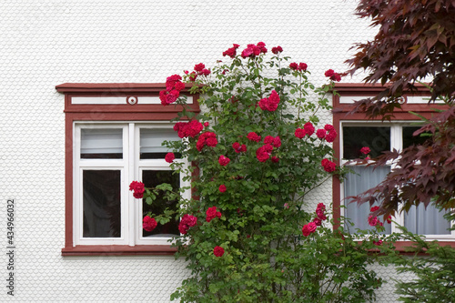 Rosen, Kletterrosen, Fenster photo