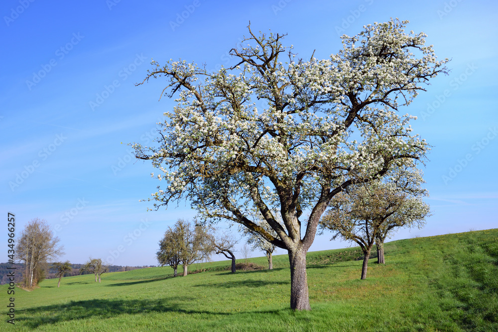 In spring there are many fruit trees covered with white flowers on a meadow against a blue sky, on a green hill In spring there are many fruit trees covered with white flowers on a meadow against a blue sky, on a green hill