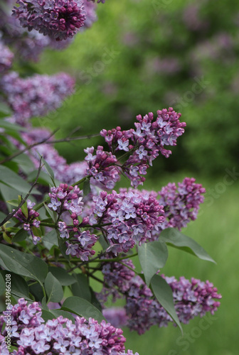 Lush bunch of blooming lilacs in spring