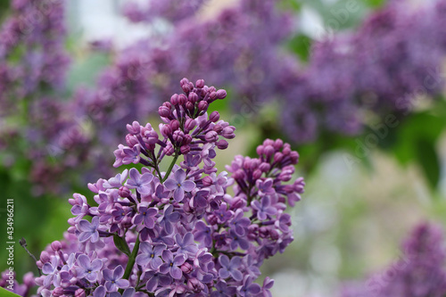 Lush bunch of blooming lilacs in spring