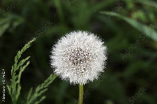 Fluffy dandelion in the growing forest