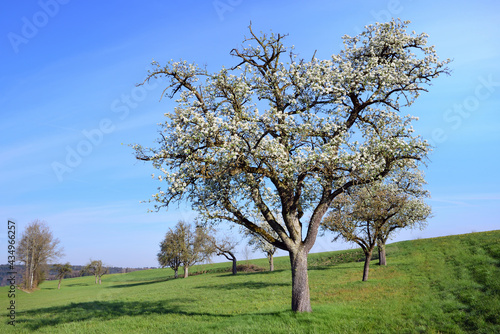 In spring there are many fruit trees covered with white flowers on a meadow against a blue sky  on a green hill