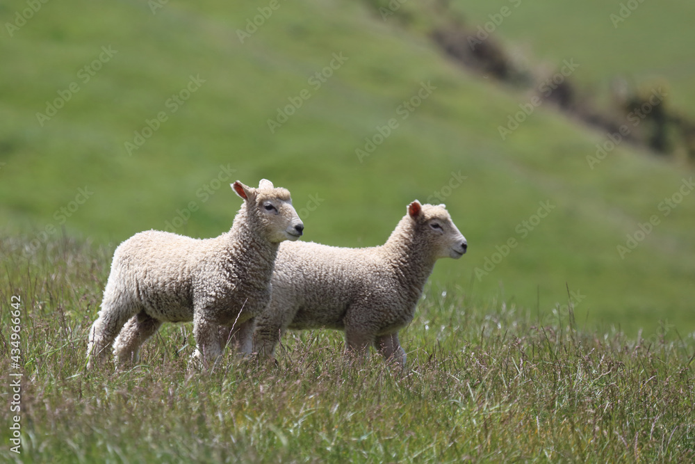 Naklejka premium Coopworthschaf / Coopworth sheep / Ovis.