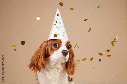 Obraz na plátně King cavalier Charles spaniel studio portrait birthday cone confetti