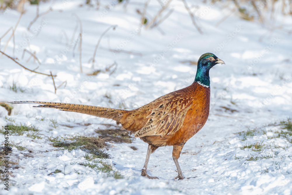 Male Pheasant Phasianus colchicus scavenging in a forest perched in snow during Winter season Male Pheasant Phasianus colchicus scavenging in a forest perched in snow during Winter season