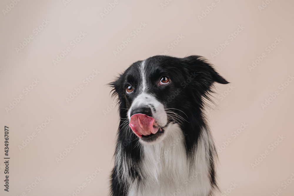Border collie studio portrait licking nose