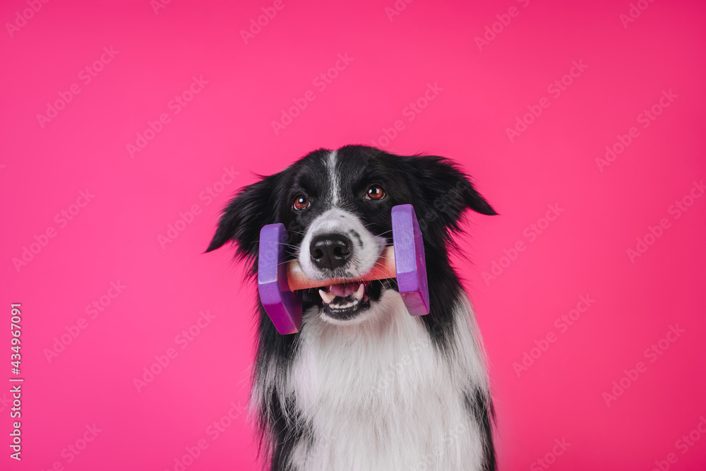 Border collie obedience studio portrait Border collie obedience studio portrait