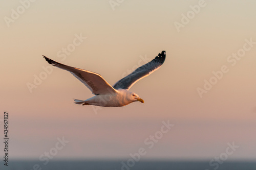 Seagull flying at sea at sunset. Golden hour lighting. © Alexey Seafarer