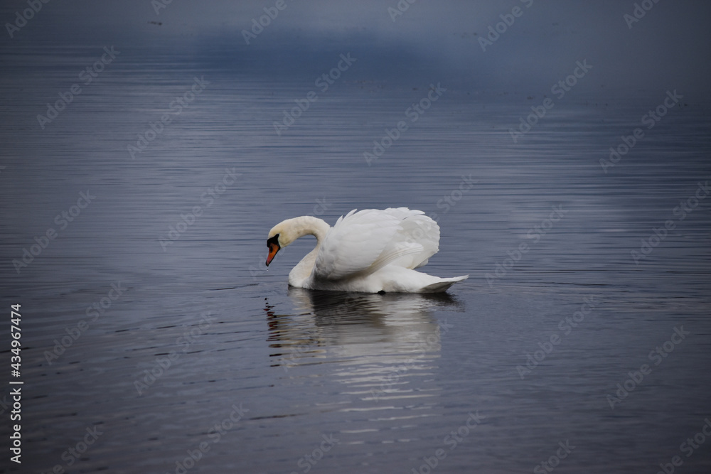 swan on the lake swan on the lake
