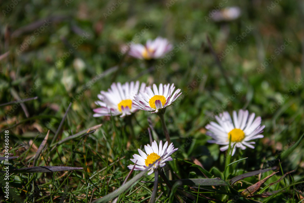 Flowers in spring, and natural stone arch in northern Spain