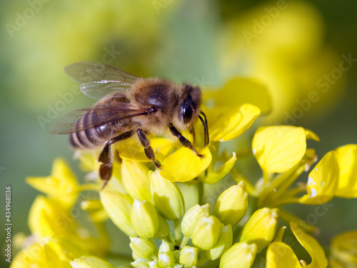 Honigbiene auf einer Senfblüte