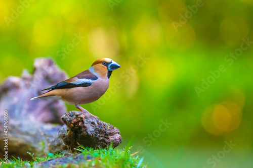 Tableau sur toile Closeup of a male hawfinch Coccothraustes coccothraustes songbird perched in a forest