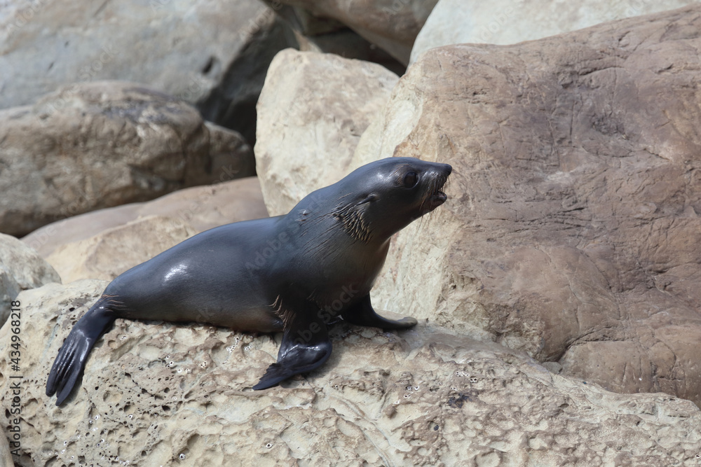 Fototapeta premium Neuseeländischer Seebär / New Zealand fur seal / Arctocephalus forsteri.